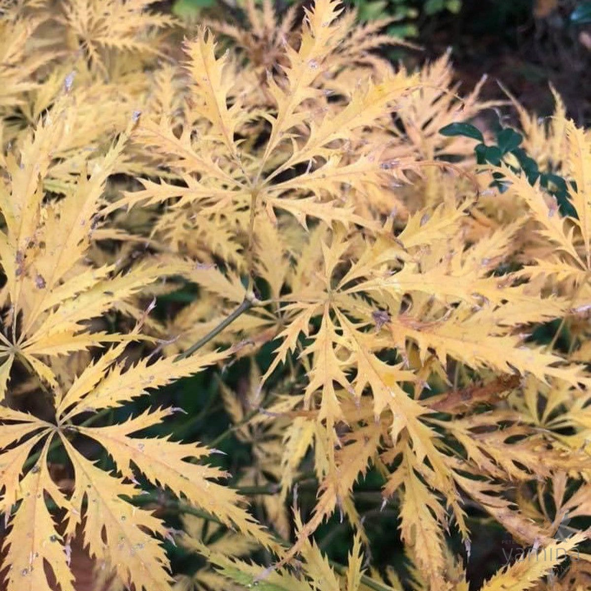 Acer palmatum Dissectum Filagree 2