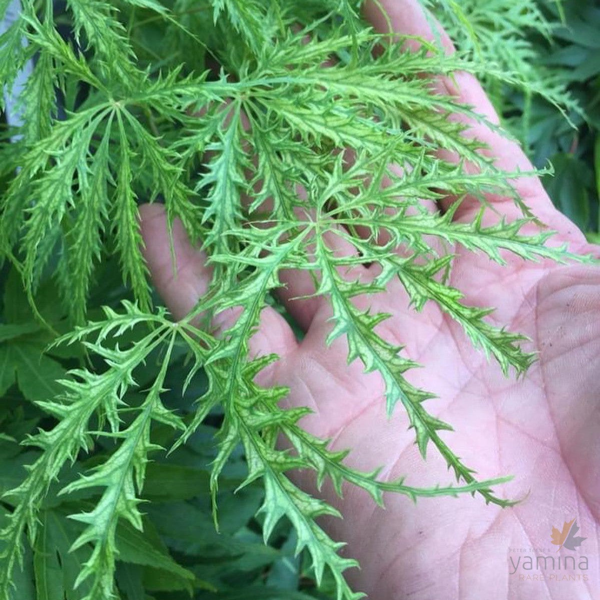 Acer palmatum Dissectum Filagree 3