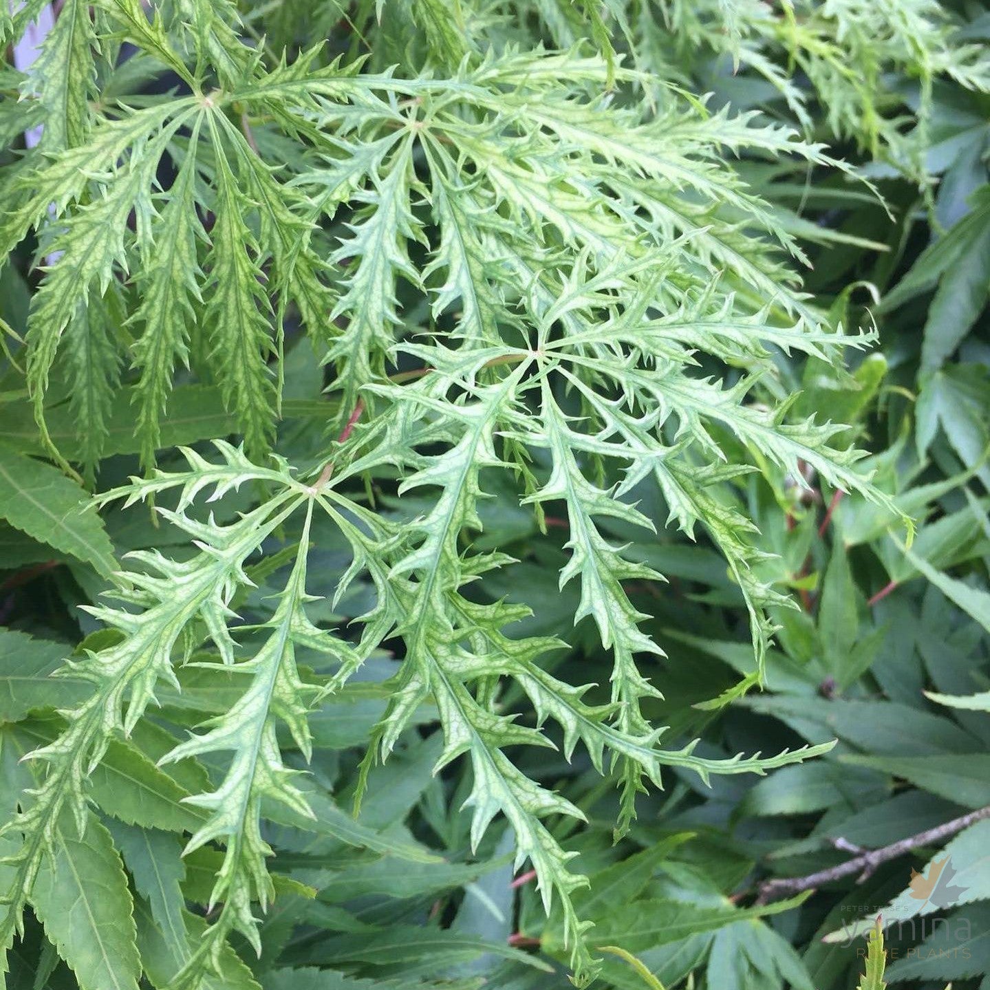 Acer palmatum Dissectum Filagree 4