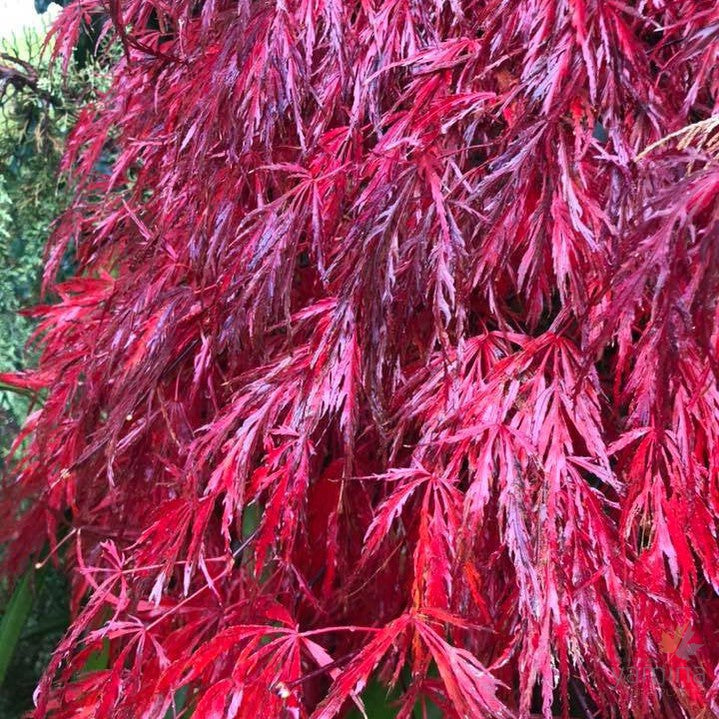 Acer palmatum Dissectum Garnet 2