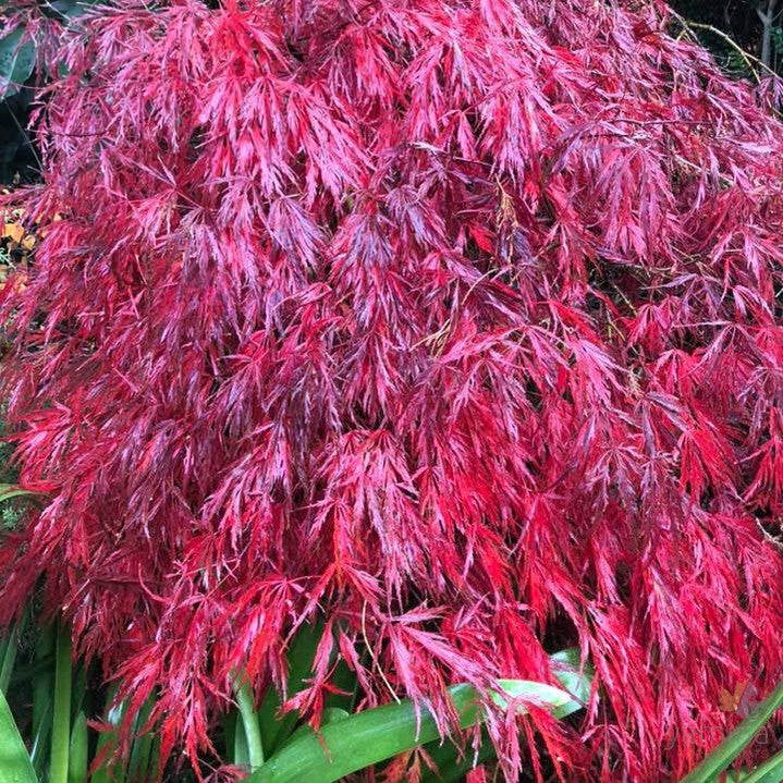 Acer palmatum Dissectum Garnet 3