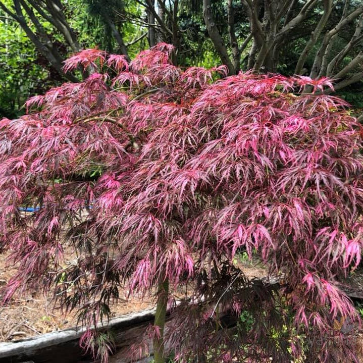 Acer palmatum Dissectum Hana Matoi 1