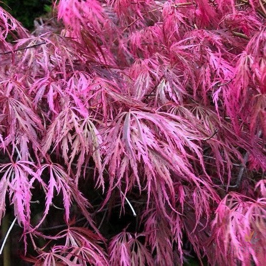 Acer palmatum Dissectum Hana Matoi 2