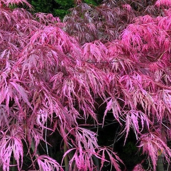 Acer palmatum Dissectum Hana Matoi 3