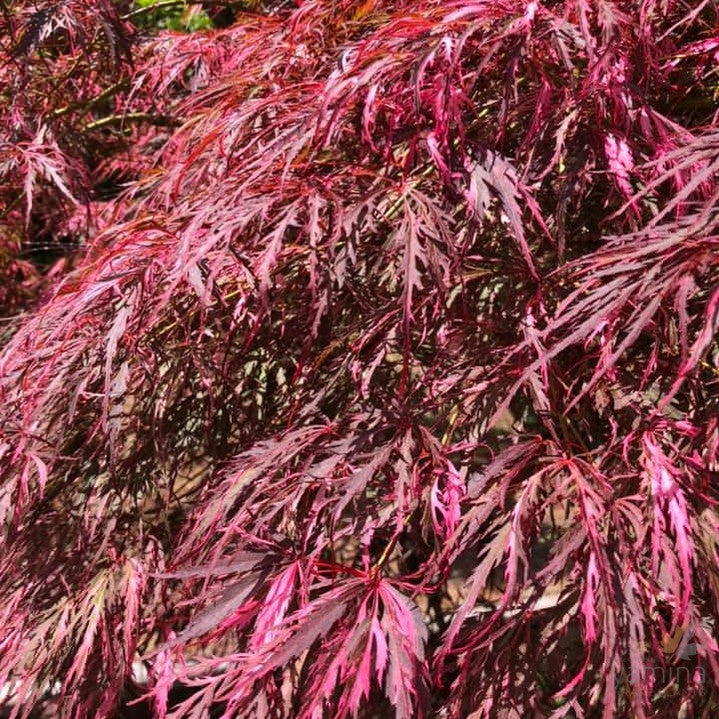 Acer palmatum Dissectum Hana Matoi 4