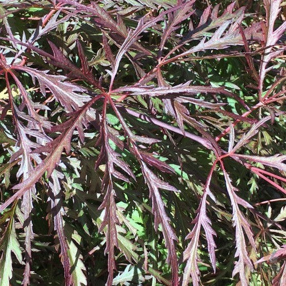 Acer palmatum Dissectum Heartbeat 1