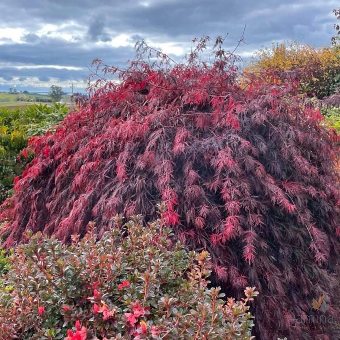 Acer palmatum Dissectum Inaba Shidare 1