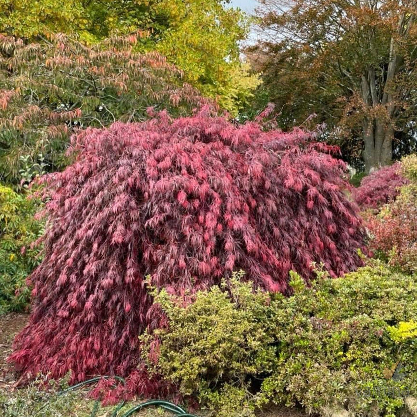 Acer palmatum Dissectum Inaba Shidare 2