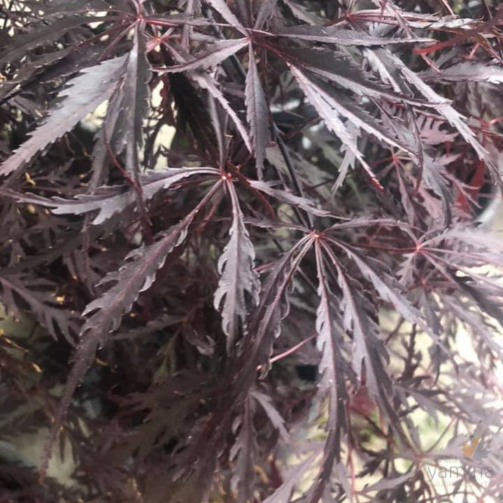 Acer palmatum Dissectum Inaba Shidare 3