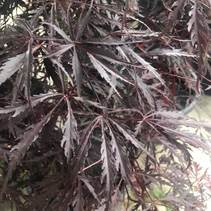 Acer palmatum Dissectum Inaba Shidare 4