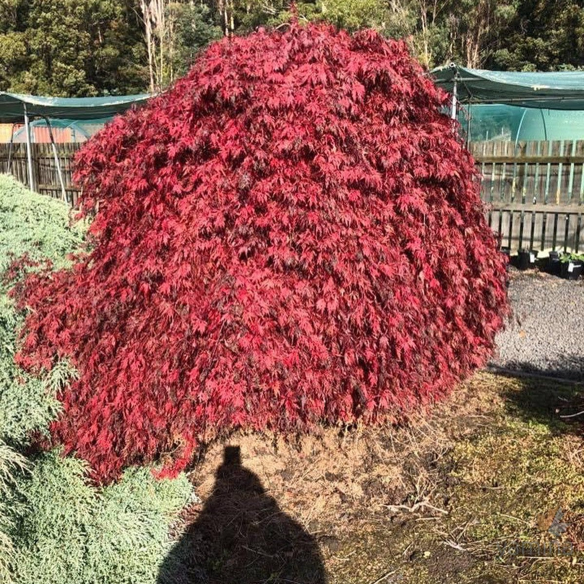 Acer palmatum Dissectum Orangeola 1