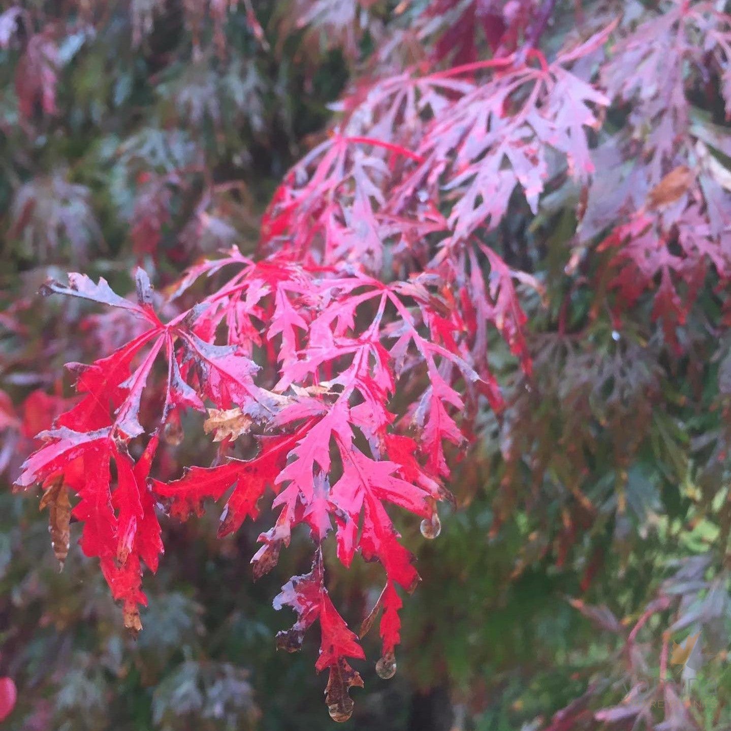 Acer palmatum Dissectum Orangeola 2