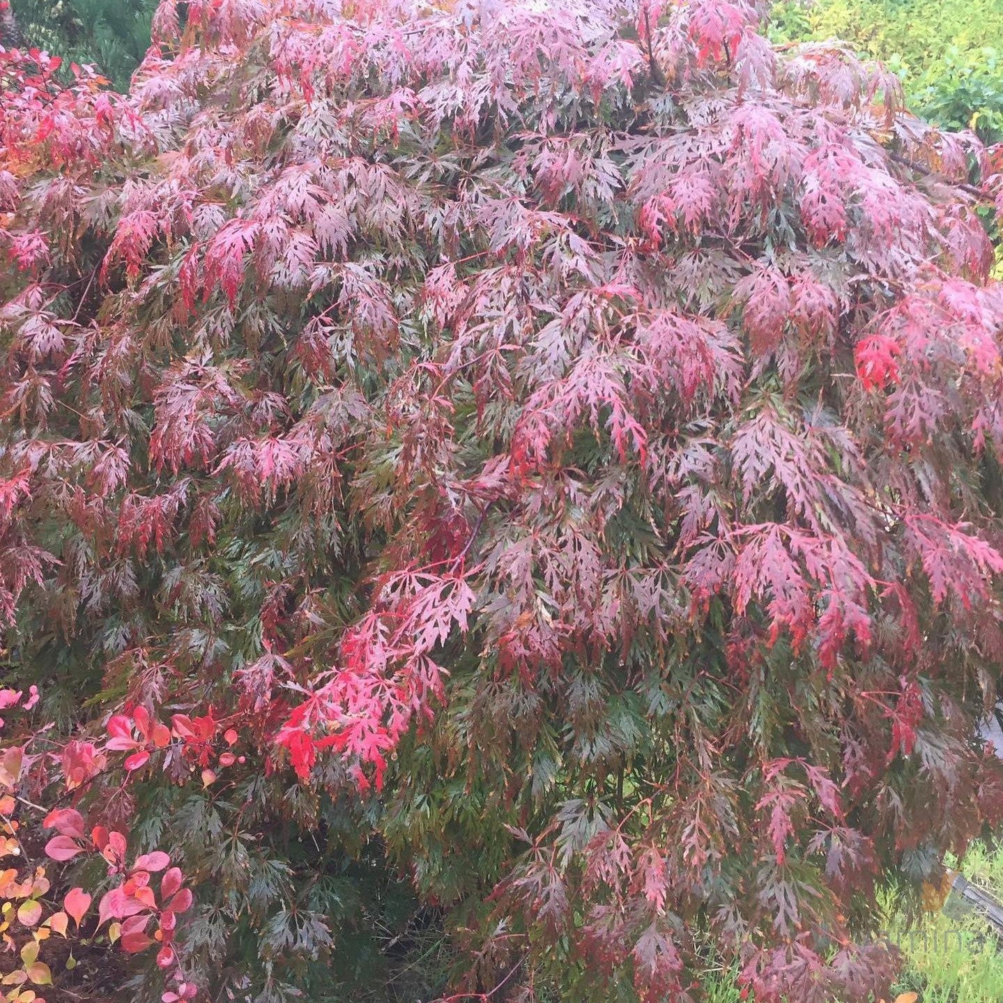 Acer palmatum Dissectum Orangeola 3