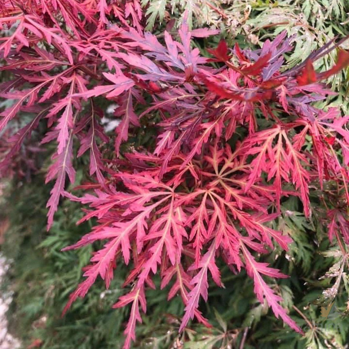 Acer palmatum Dissectum Orangeola 4