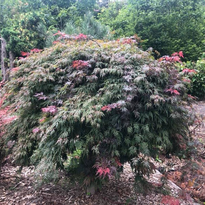 Acer palmatum Dissectum Orangeola 5