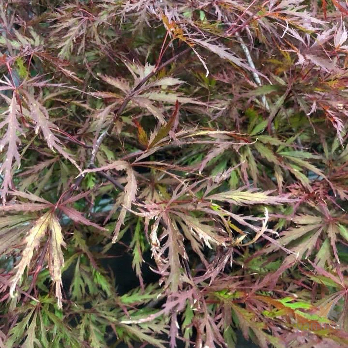 Acer palmatum Dissectum Red Dragon 1