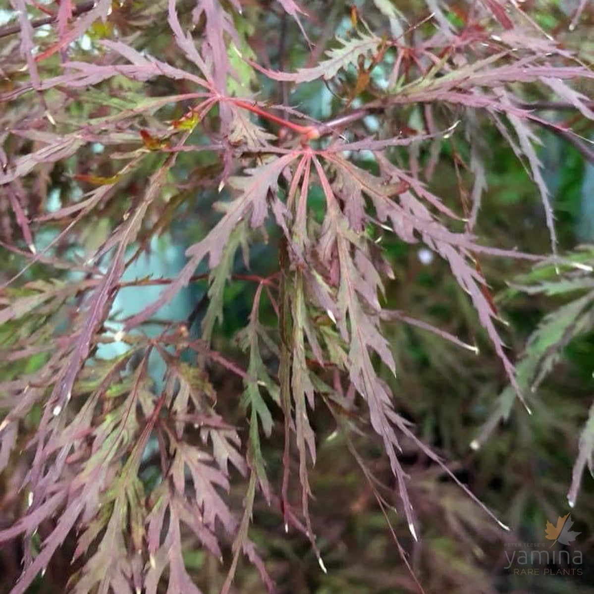 Acer palmatum Dissectum Red Dragon 2