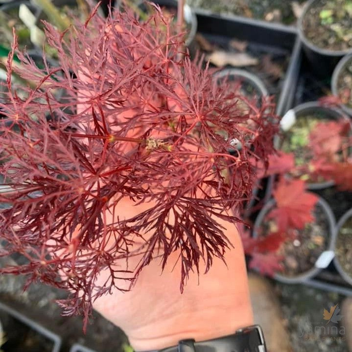 Acer palmatum Dissectum Red Feathers-2