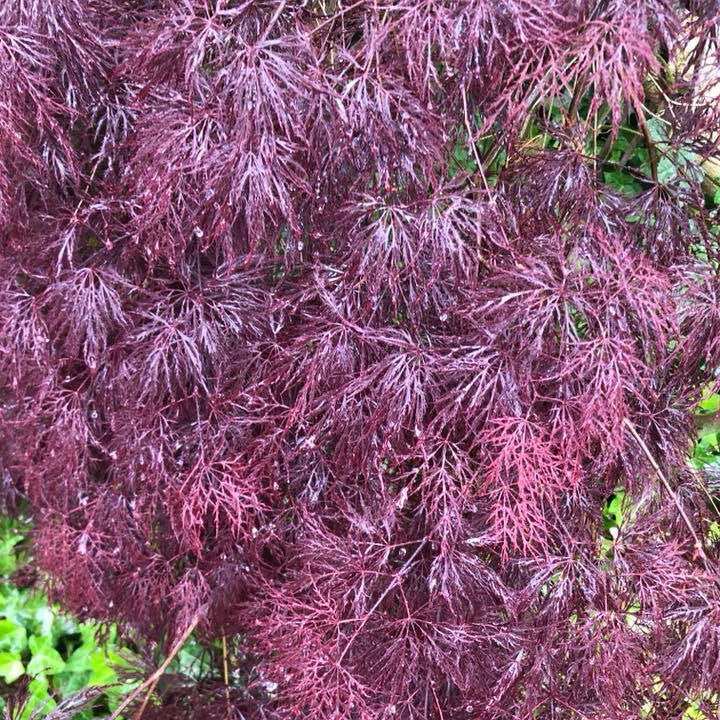 Acer palmatum Dissectum Red Filagree Lace 2