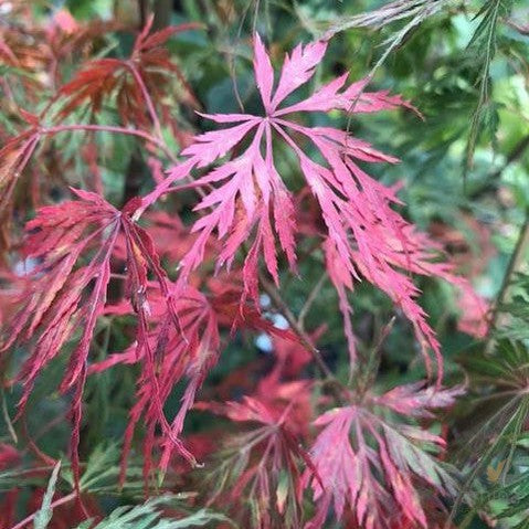 Acer palmatum Dissectum Seiryu 2