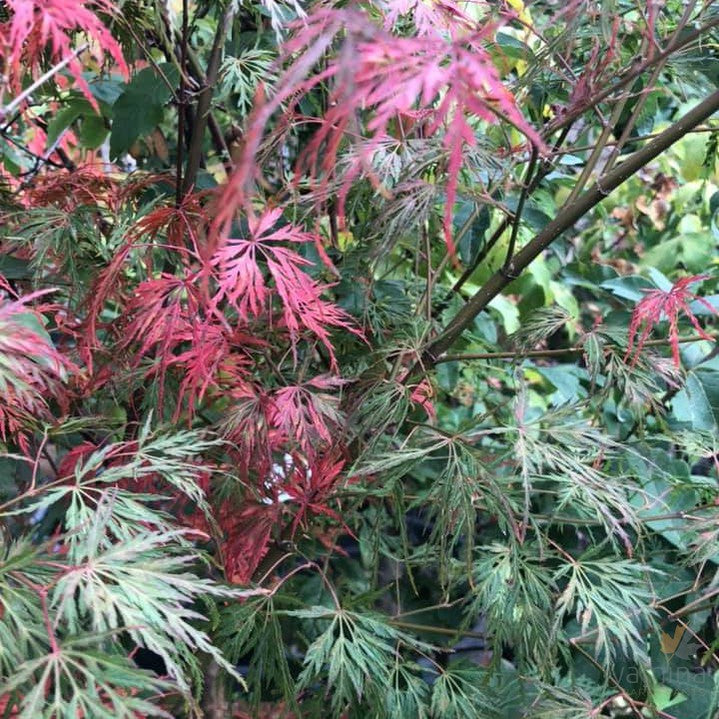 Acer palmatum Dissectum Seiryu 3