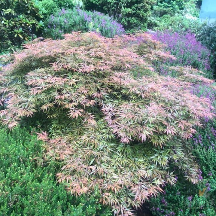 Acer palmatum Dissectum Sunset 1