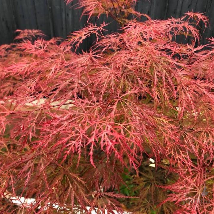 Acer palmatum Dissectum Sunset 2