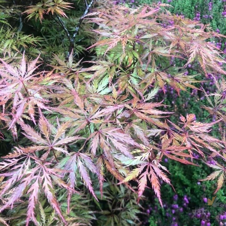 Acer palmatum Dissectum Sunset at-1