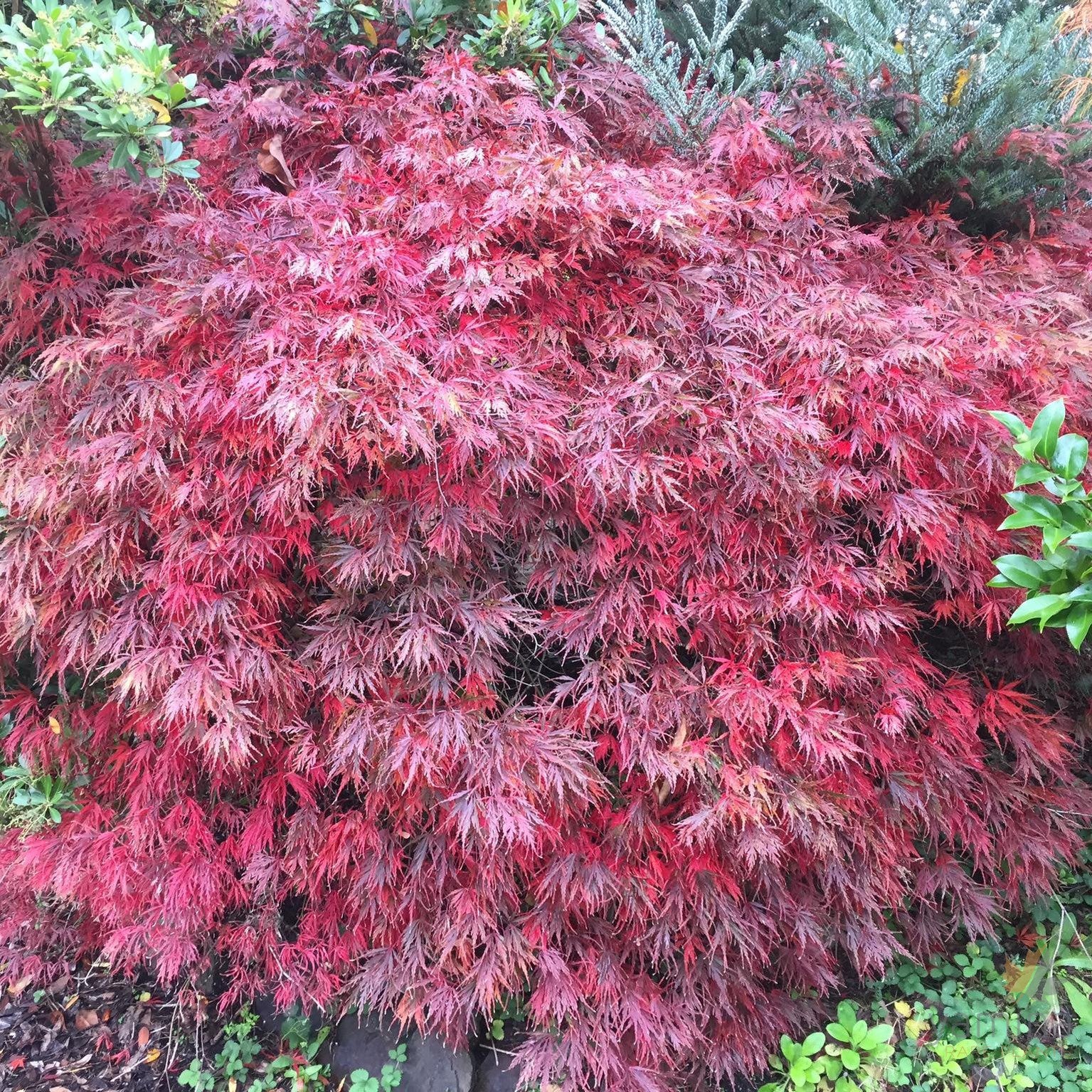 Acer palmatum Dissectum Tamukeyama 2