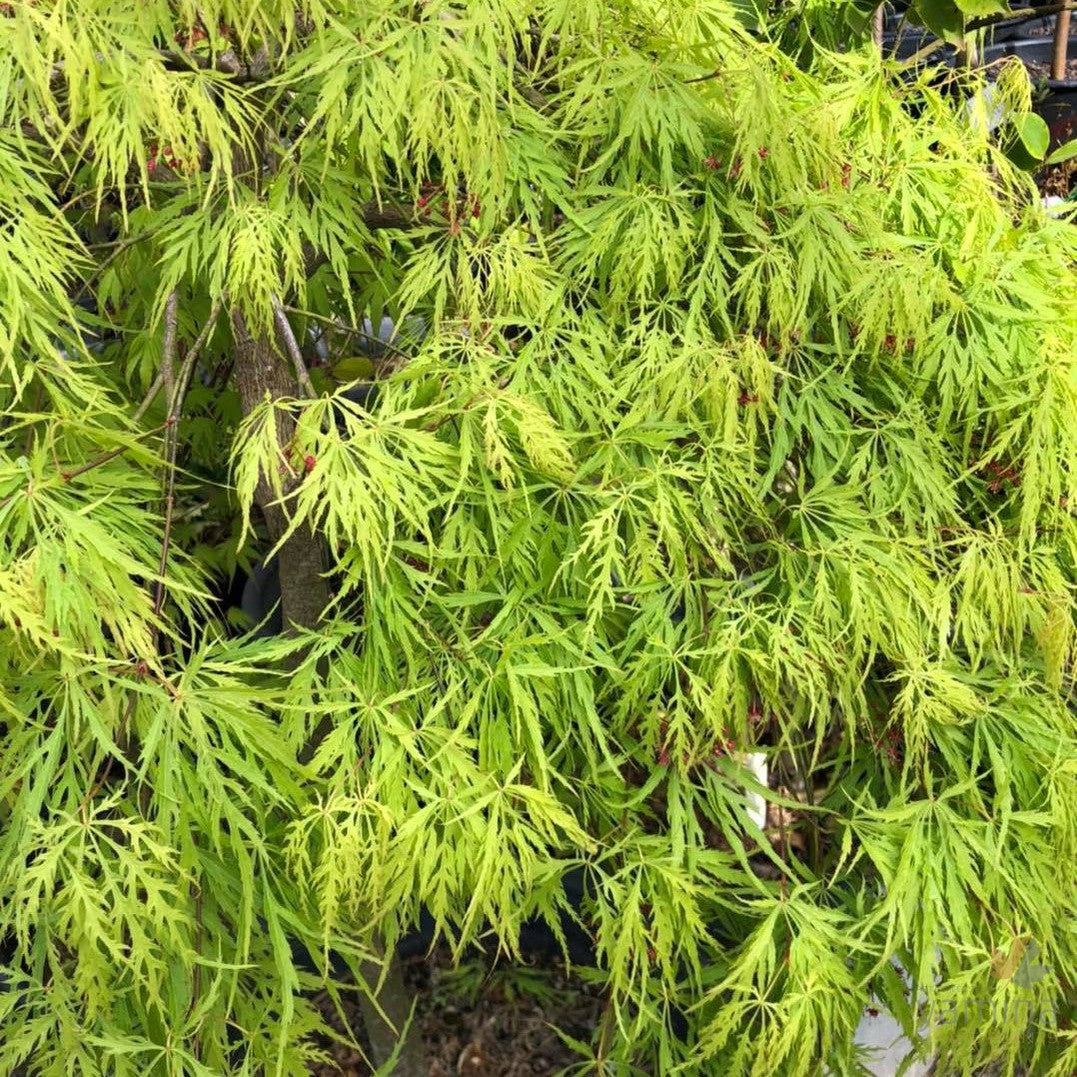 Acer palmatum Dissectum Viridis 1