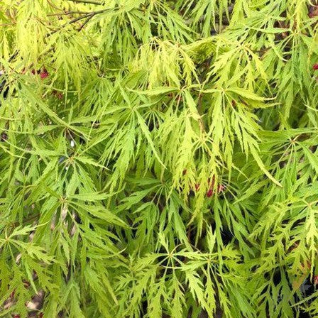 Acer palmatum Dissectum Viridis 2