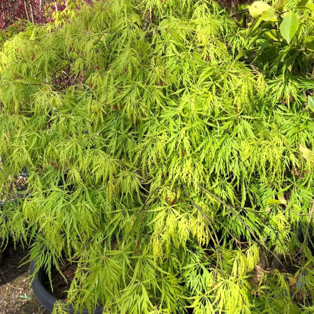 Acer palmatum Dissectum Viridis 3