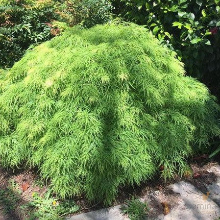 Acer palmatum Dissectum Waterfall 1