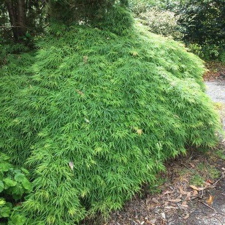 Acer palmatum Dissectum Waterfall 3