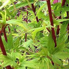 Acer palmatum 'Eddisbury'