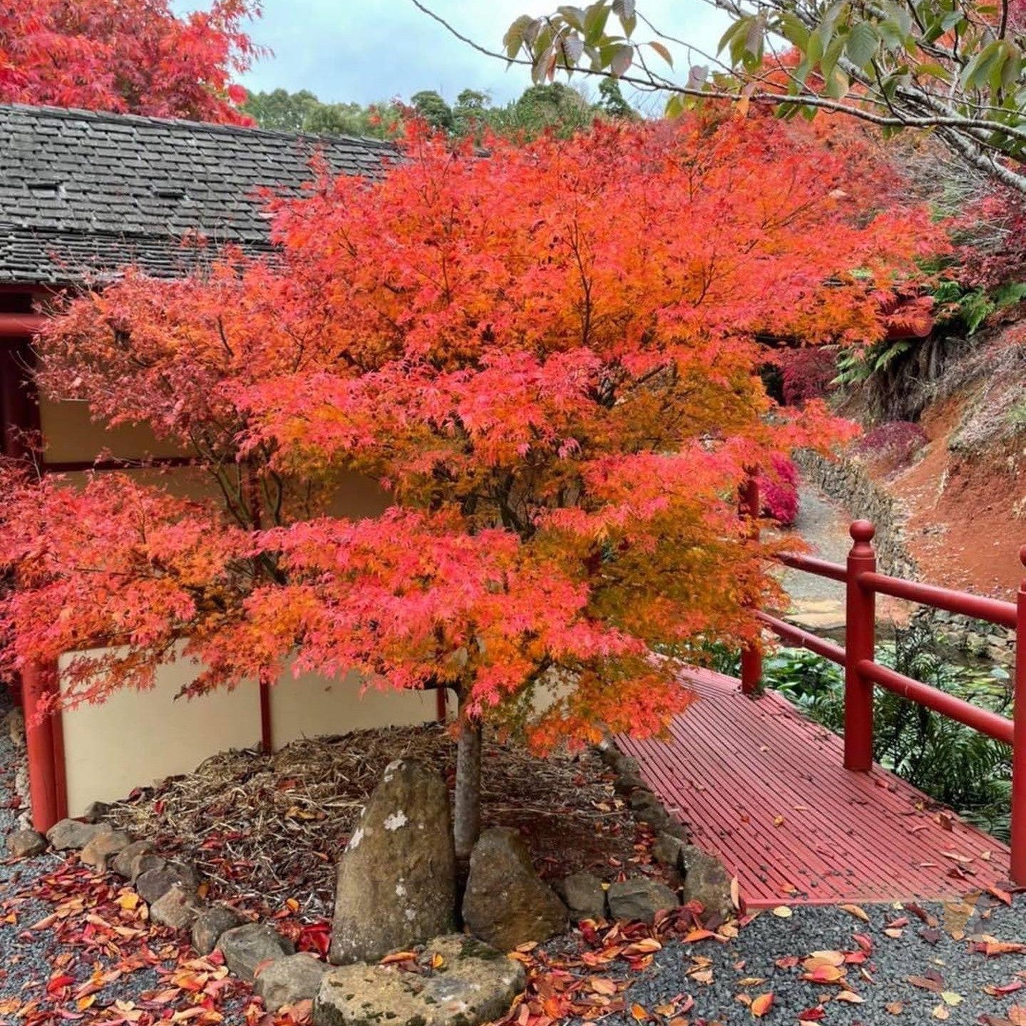 Acer palmatum 'Emery's Dwarf' 1