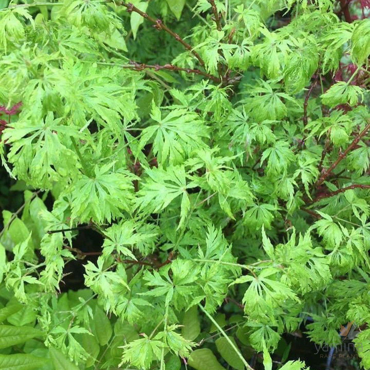 Acer palmatum 'Emery's Dwarf' 2