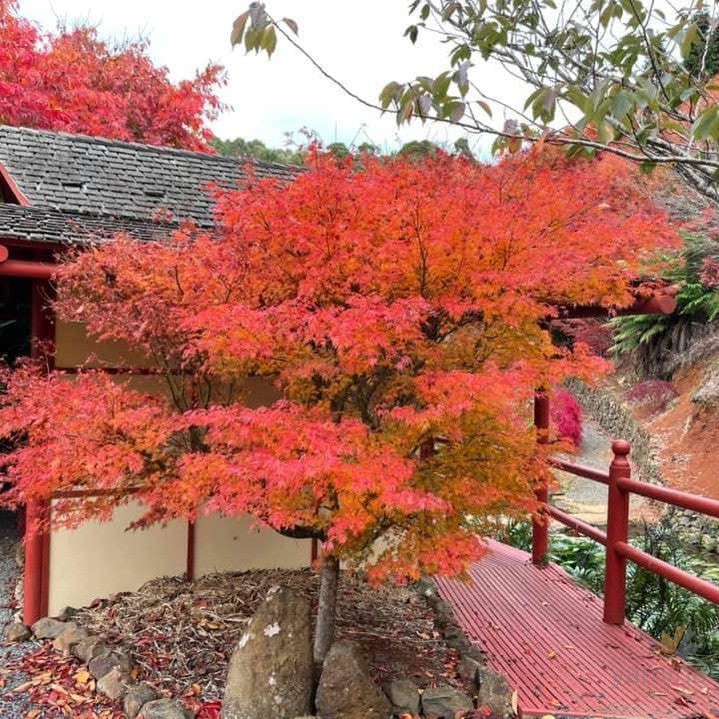 Acer palmatum 'Emery's Dwarf' 3