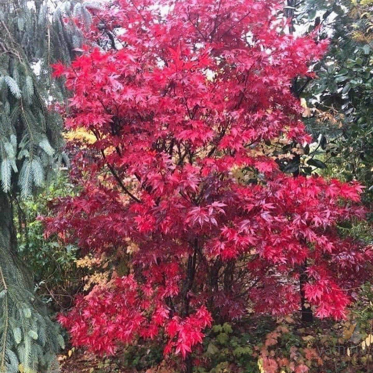 Acer palmatum Emperor one 1