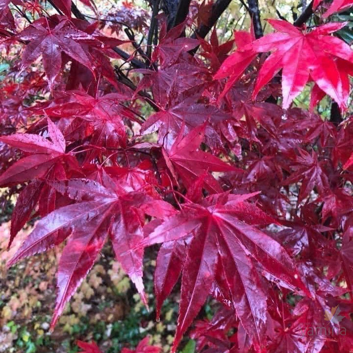 Acer palmatum Emperor one 2