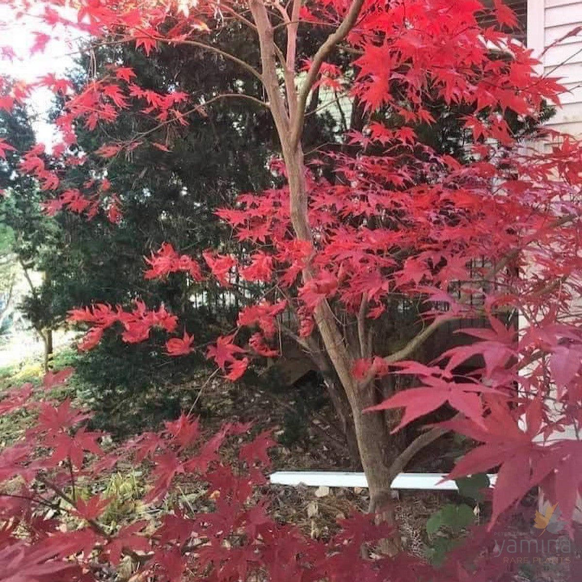 Acer palmatum Emperor one 3