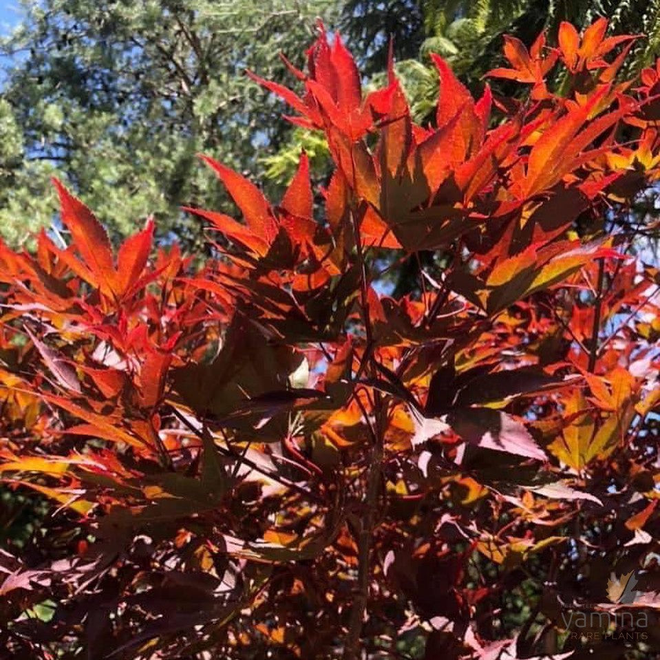 Acer palmatum Fireglow 1