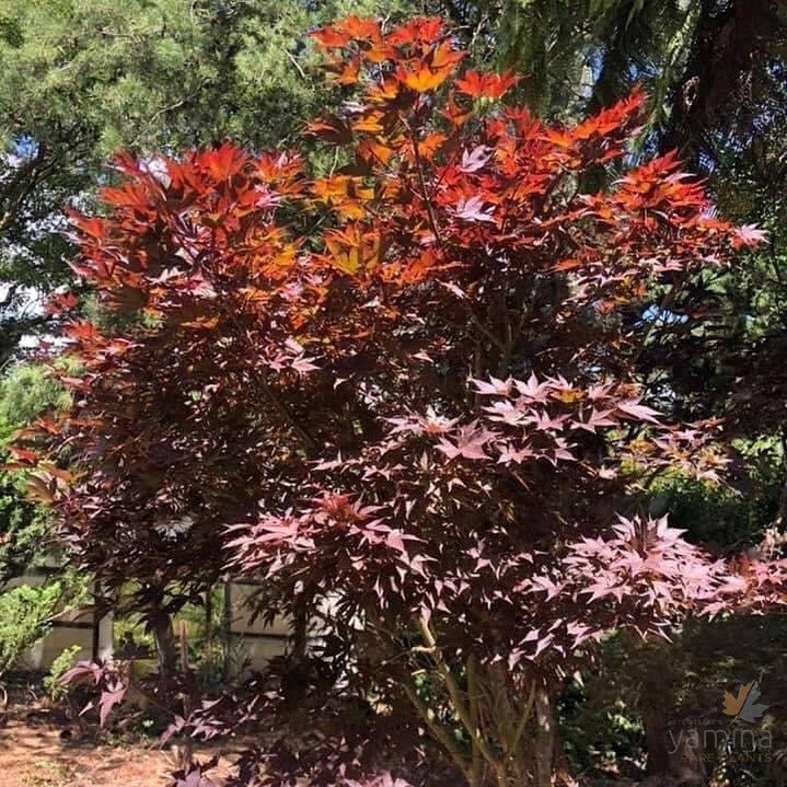 Acer palmatum Fireglow 3