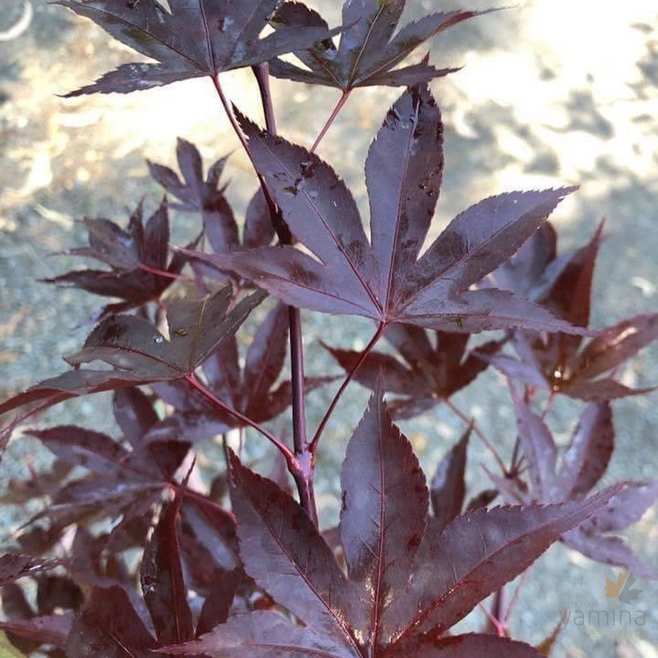 Acer palmatum Fireglow 4