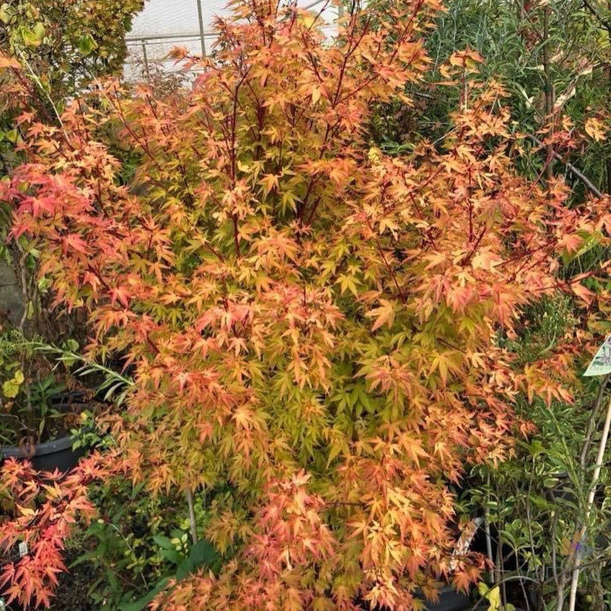 Acer palmatum 'Fjellheim' 1