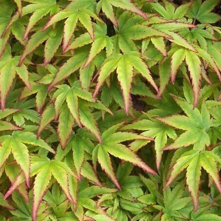 Acer palmatum Hanama Nishiki