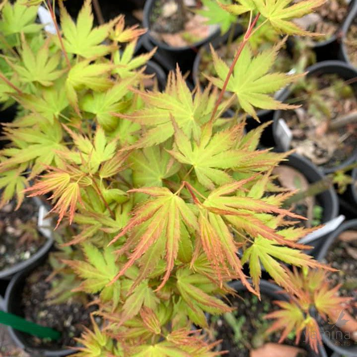 Acer palmatum Horizontalis