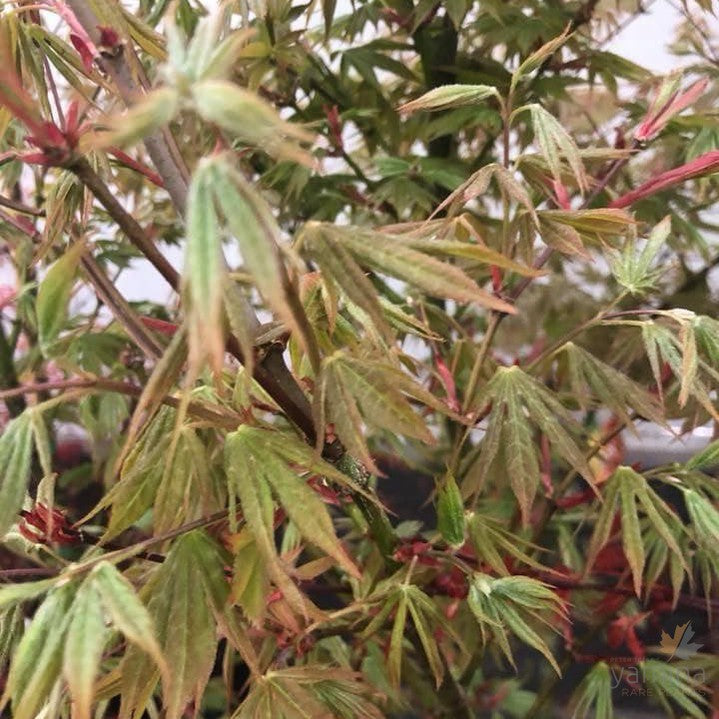 Acer palmatum Ichigyoji 1