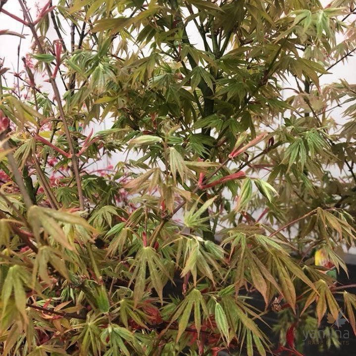 Acer palmatum Ichigyoji 2