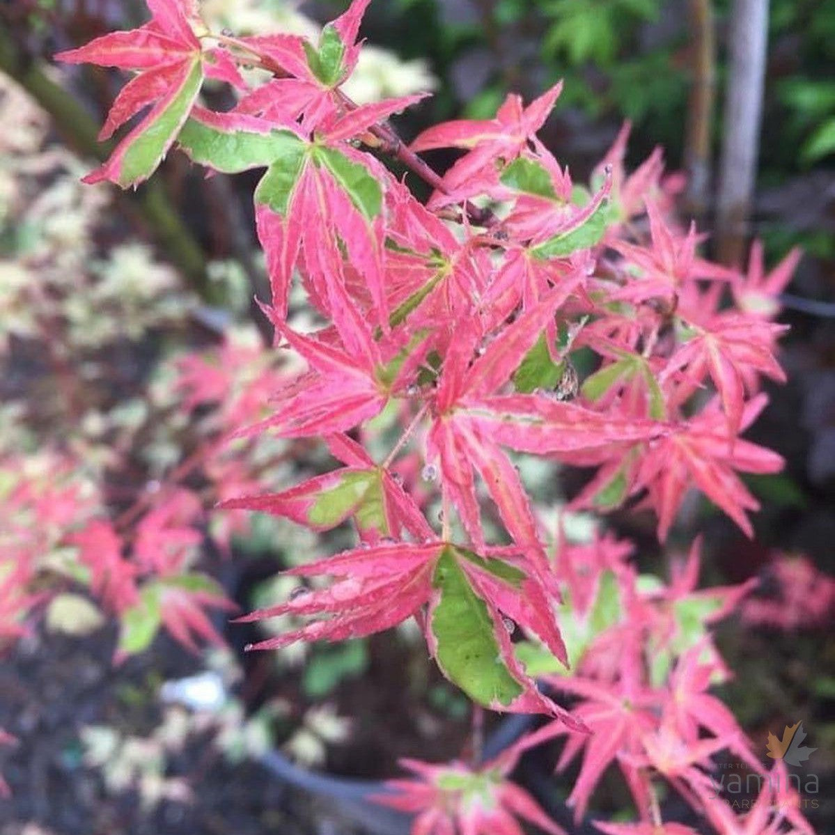 Acer palmatum Kagiri Nishiki-1